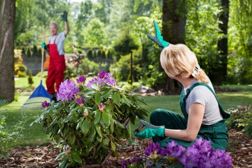 Tree care maintenance in a Kensington property garden