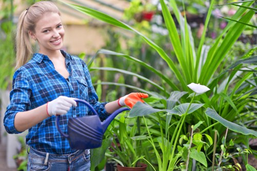 Tree inspection for mature garden trees in Kensington