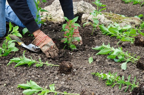 Accessible website review for tree surgeons in Kensington