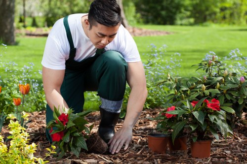 Careful pruning by Kensington tree surgeons in a landscaped area